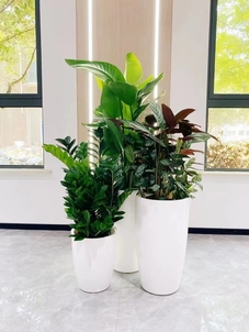 探秘宁波北仑绿化养护，解锁城市绿色新密码！